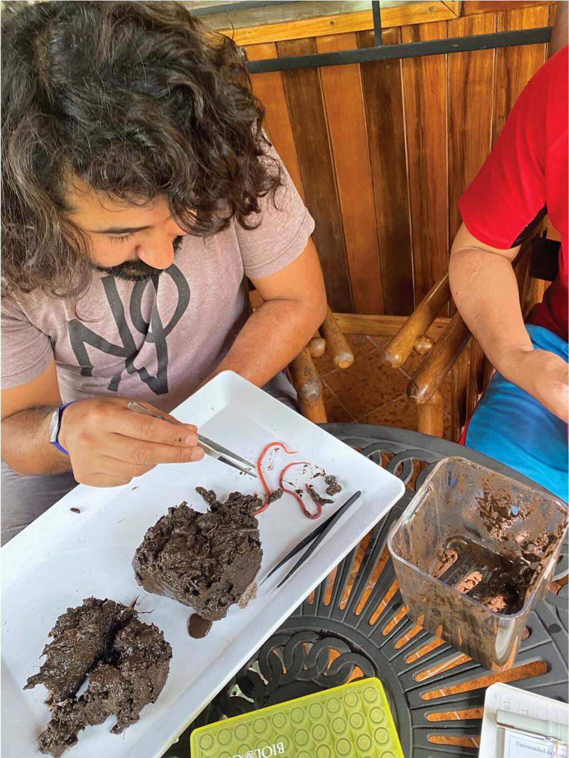 A researcher sifts through dirt to find two Ophisternon berlini, or Berlin’s bloodworm eels.