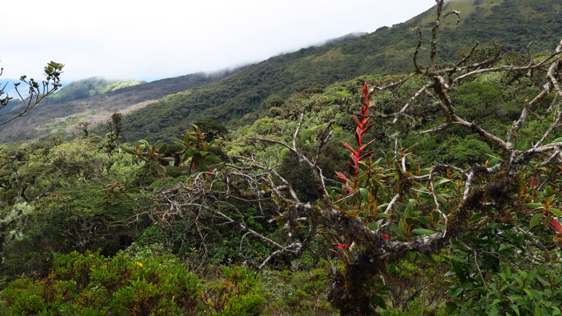 Scientists found colorful creatures mating in the Andes mountains and discovered a new species, a study said.