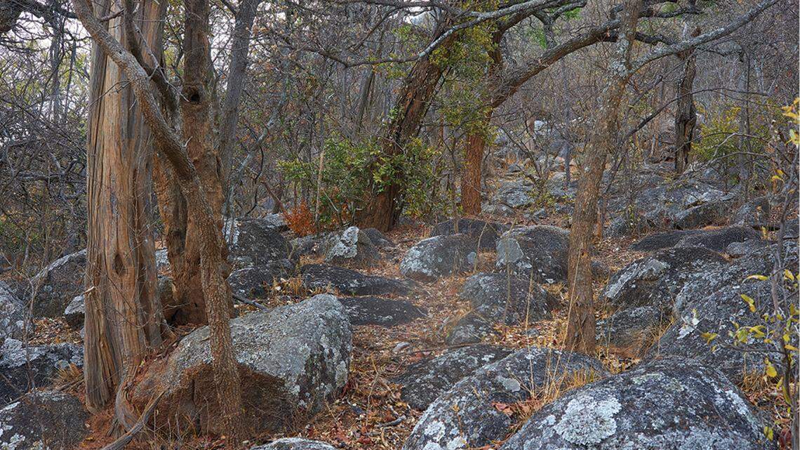 Scientists found a “cryptic” pregnant animal hiding on a mountain in southwestern Africa and discovered a new species, a study said.