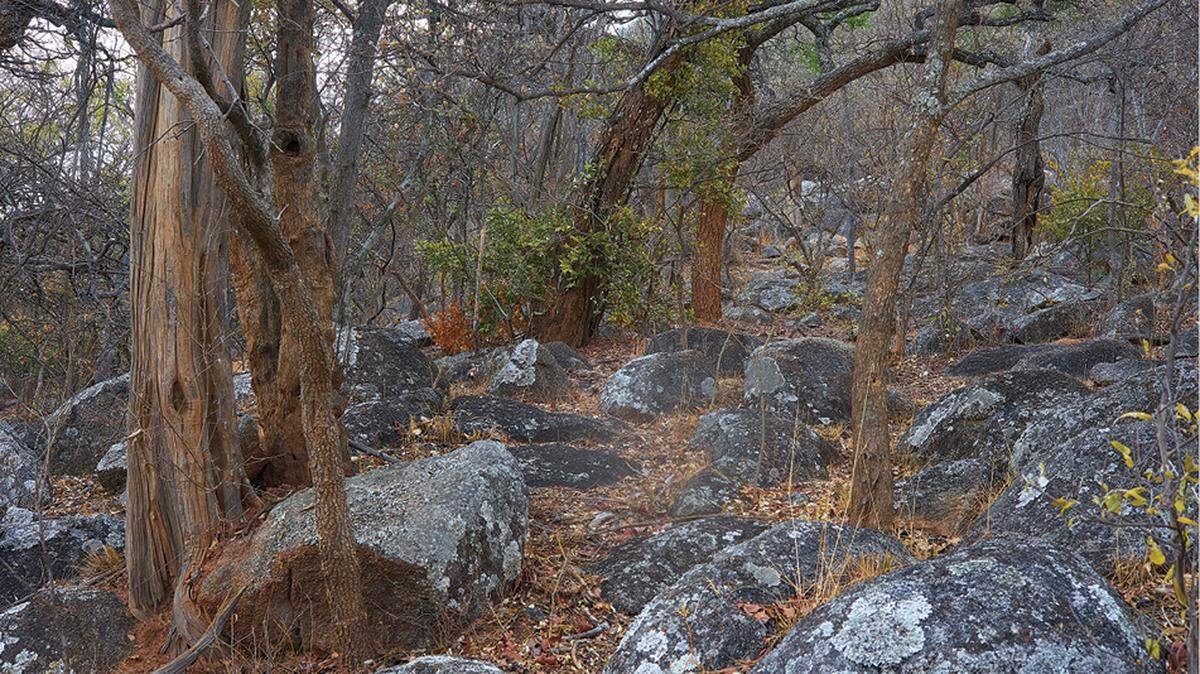 Scientists found a “cryptic” pregnant animal hiding on a mountain in southwestern Africa and discovered a new species, a study said.