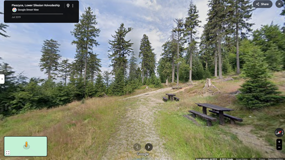 Photos show the rare sightings of Eurasian griffon vultures in Poland, including one seen on a trail camera scavenging in the forest.