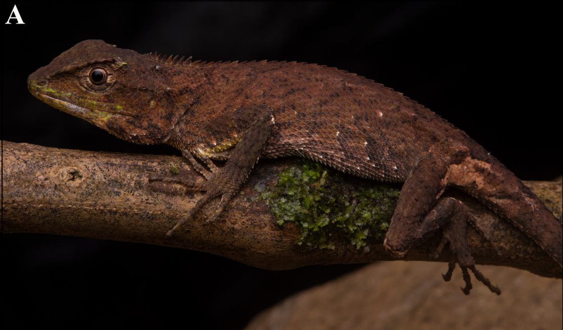 An adult Calotes sinyik, or Sinyik dragon lizard.