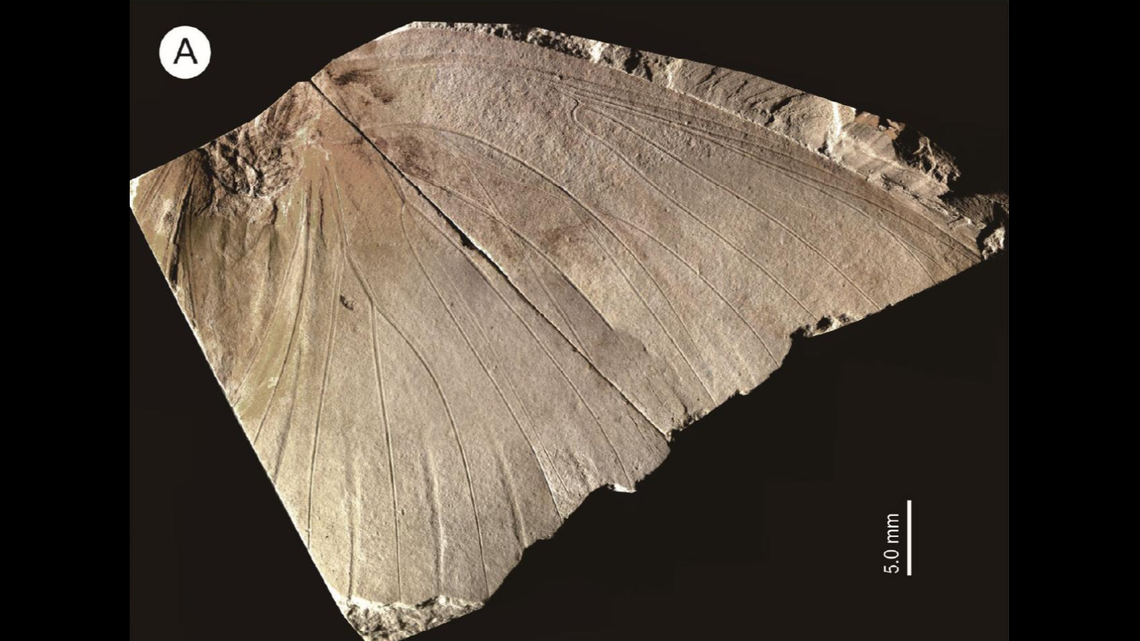 Researches said the species had “remarkably large” wings and a “very thick” abdomen.