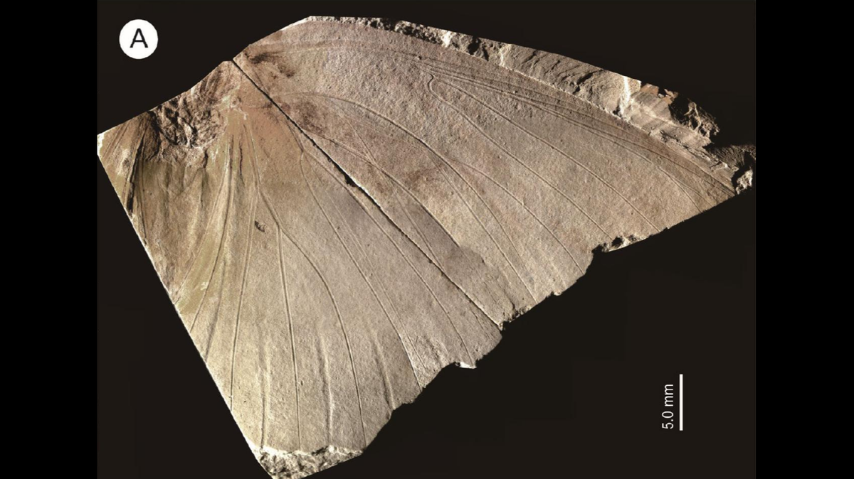 Researches said the species had “remarkably large” wings and a “very thick” abdomen.
