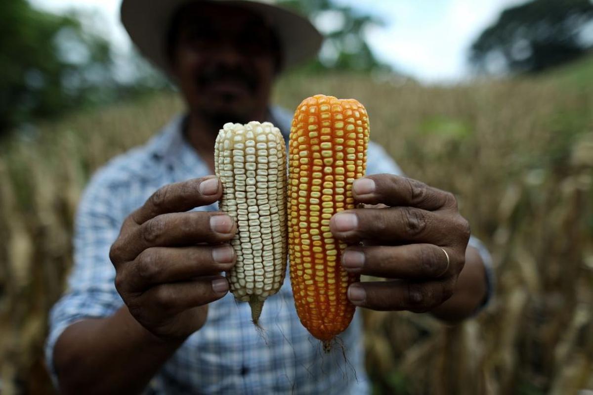 White corn, left, is one of Honduras’ main crops, but farmers can make more growing yellow corn, right.