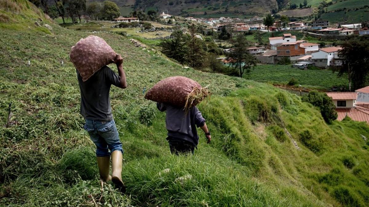 Yiovany Quintero and his son Alejandro Quintero carry bags of garlic, freshly harvested from Quintero's field in Mucuchies, Venezuela.