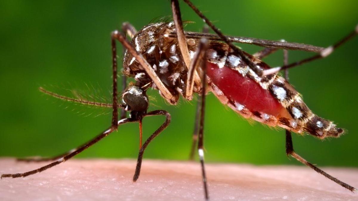This 2006 photo provided by the Centers for Disease Control and Prevention shows a female Aedes aegypti mosquito in the process of acquiring a blood meal from a human host.