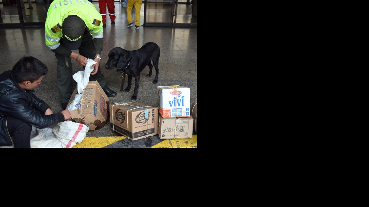 
Dino, a Labrador mix, looks for wildlife at a bus terminal in Bogota, Colombia. Easter week produces a surge in the wildlife trade here as pious Catholics replace red meat with exotic species like turtle and iguana.
