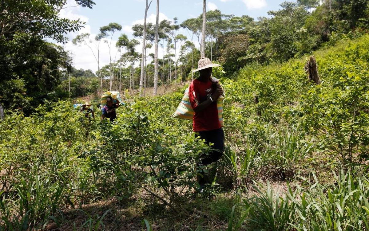 In this March 3, 2017 photo, peasants carry loads of harvested coca leaves along a coca field in Puerto Bello, in the southern Colombia state of Putumayo.