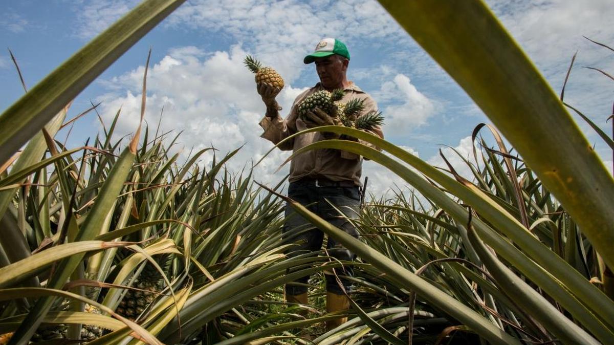 Workers at La Fortuna, a farm near Yopal, Colombia harvest pineapples. The farm has brought together an unlikely group of former guerrilla and paramilitary fighters.