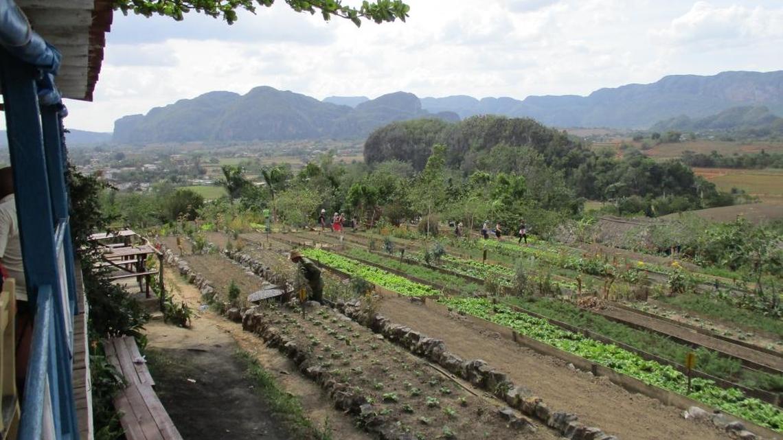 In Viñales, where eco-tourism is booming, one of the biggest draws is the Finca Agro-Ecológica El Paraíso (Paradise Agro-Ecological Farm). Busloads of tourists arrive daily for a multi-course lunch of greens, tubers and legumes — all organic, all grown on the Finca — followed by a tour of the vegetable beds and fruit trees.