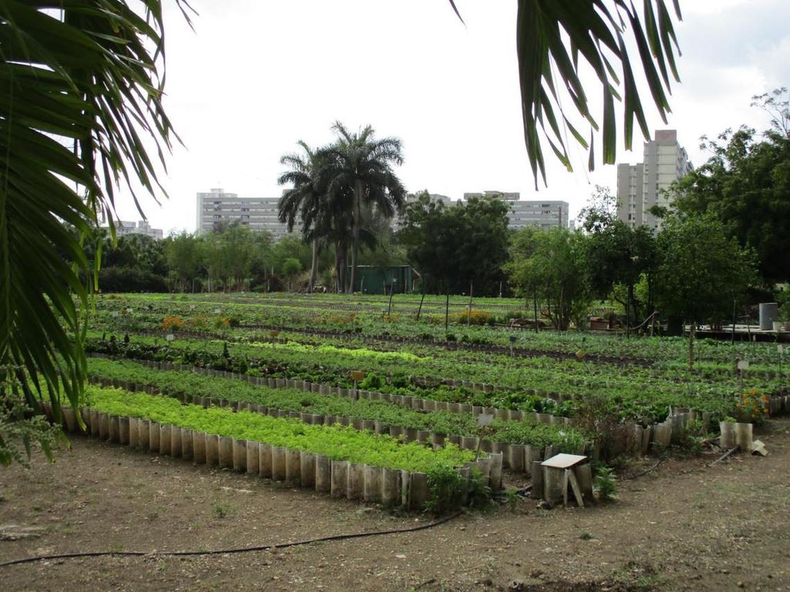 Just blocks away from the iconic Plaza of the Revolution, big lots are planted with rows of spinach, lettuce, chives, celery, parsley, cauliflower.