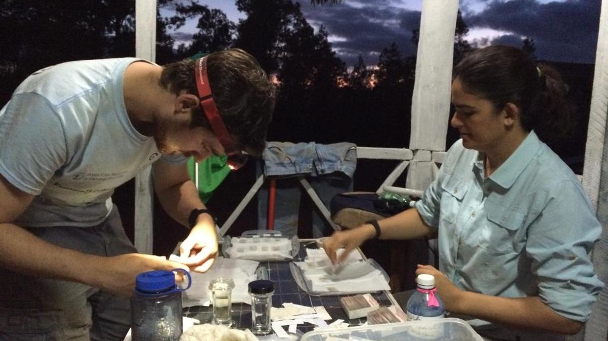 Spencer Galen, a doctoral student, and Ana Porzecanski, director of AMNH’s Center for Biodiversity and Conservation, prepare field collections during a joint U.S.-Cuba expedition in Cuba’s Humboldt National Park.