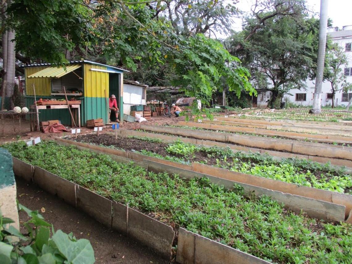 Urban farms can be found in the greener, more spread-out districts of Havana. Produce sales to local residents are often handled from stalls at the farm’s entrance.