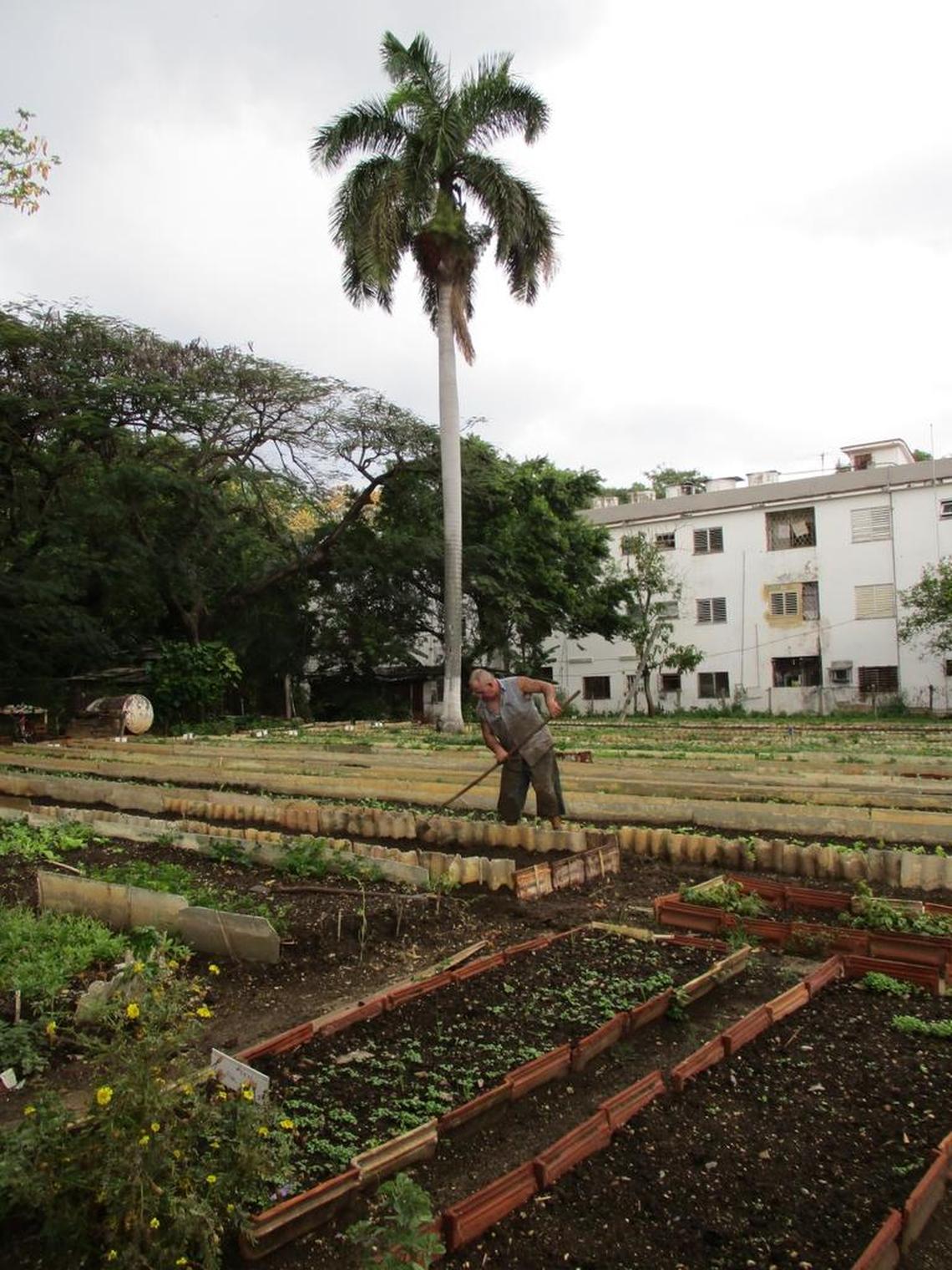 Just blocks away from the Plaza of the Revolution, a worker tends to the urban garden planted with rows of spinach, lettuce, chives, celery, parsley, cauliflower and other greens.