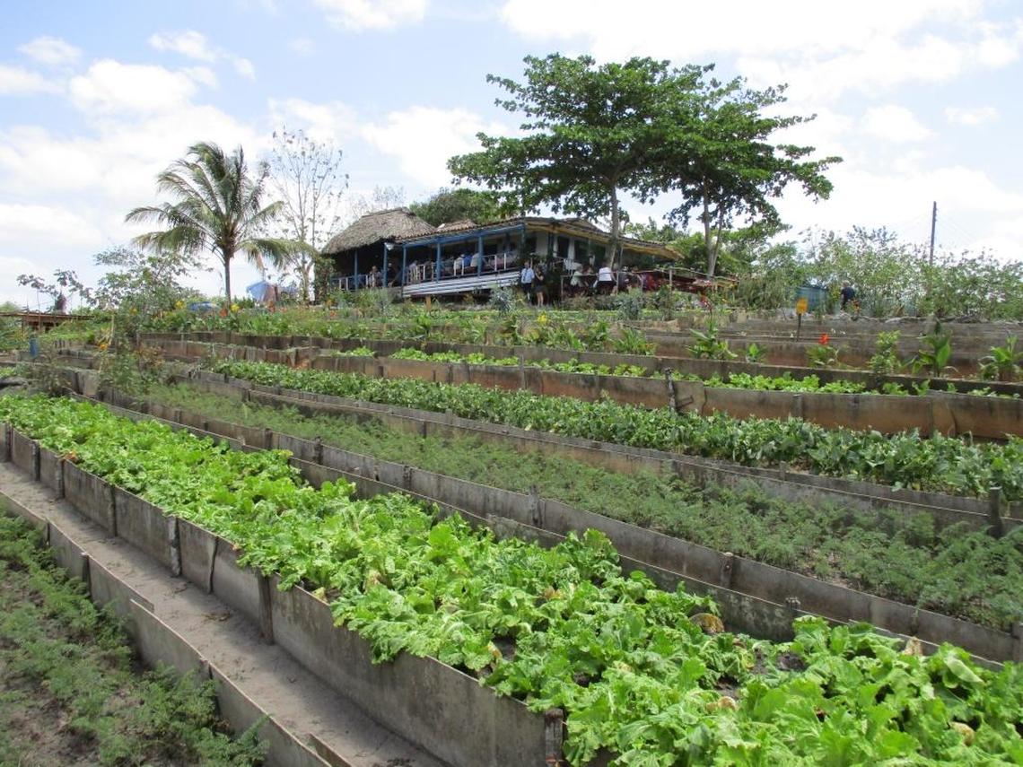 In Viñales, where eco-tourism is booming, one of the biggest draws is the Finca Agro-Ecológica El Paraíso (Paradise Agro-Ecological Farm).