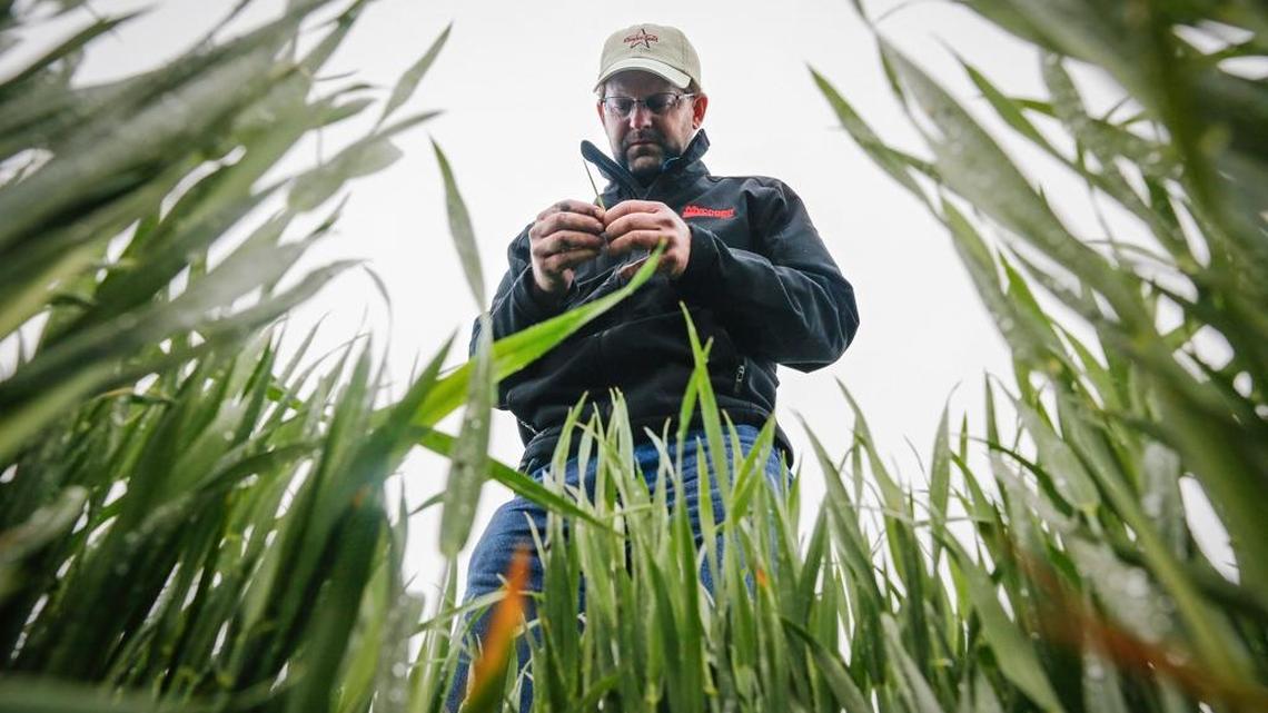 In this file photo, Ben McClure examines a wheat stalk in a Reno County, Kan., wheat field. Wheat growers in the Midwest could benefit from a bill that would lift restrictions on private financing of agricultural exports to Cuba.