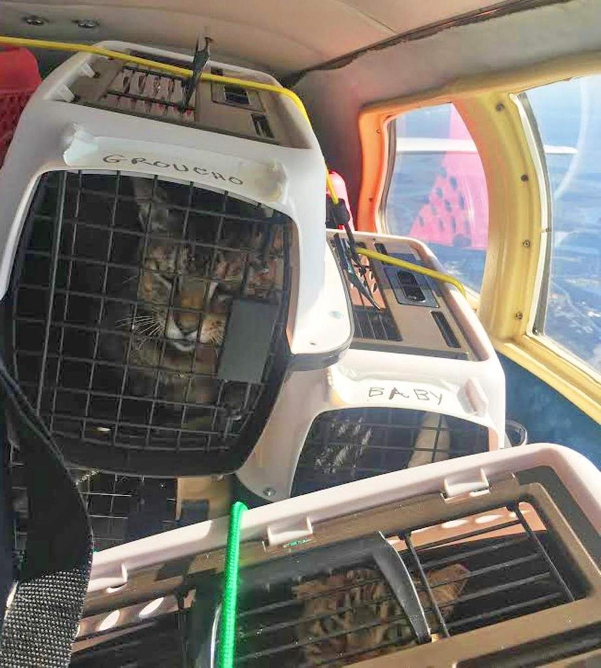 Groucho and Baby were among two dozen feral cats flown off base for retirement in Lancaster, South Carolina, on May 14, 2017. Git-Meow’s USA founder Erika Kelly said both the group Guantánamo and her Virginia-based nonprofit raised $5,000 for the flight by Bahamas Habitat, which was arranged through Pilots ‘N Paws.