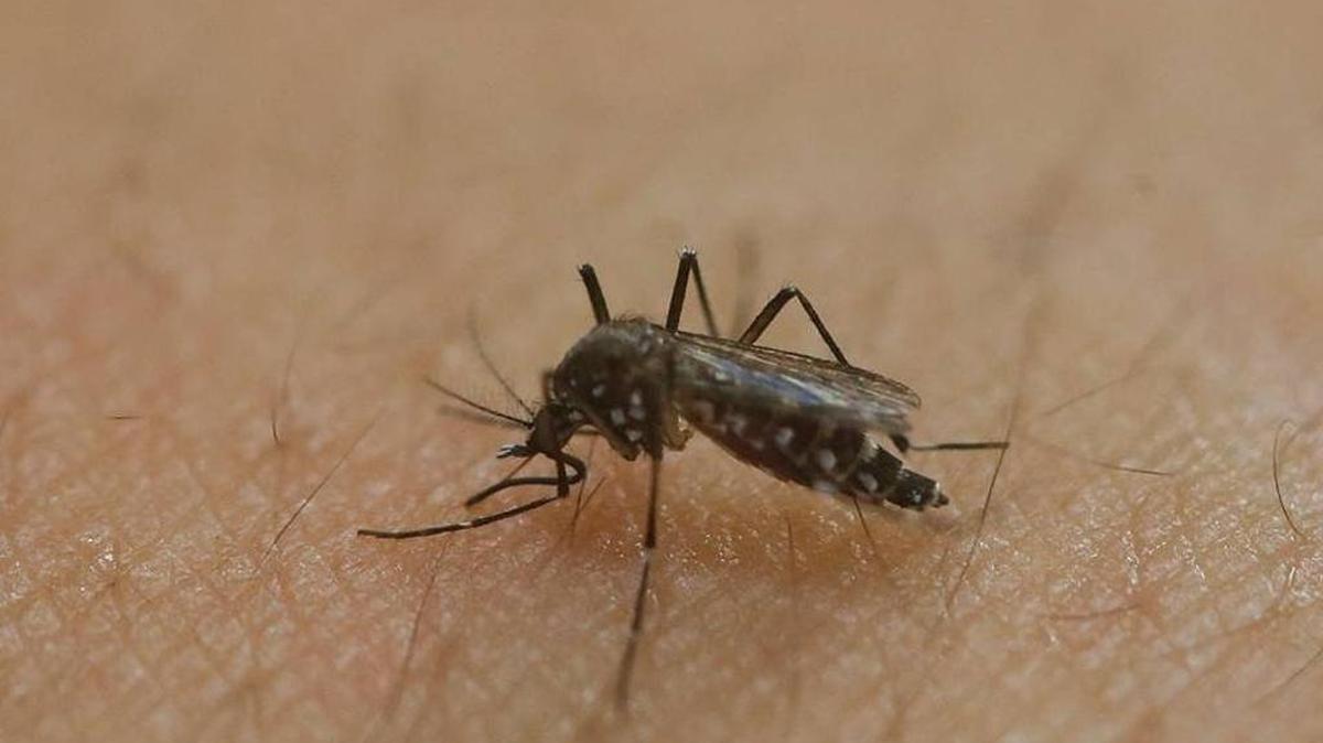 A female Aedes aegypti mosquito acquires a blood meal on the arm of a researcher at the Biomedical Sciences Institute in the Sao Paulo's University, in Sao Paulo, Brazil.