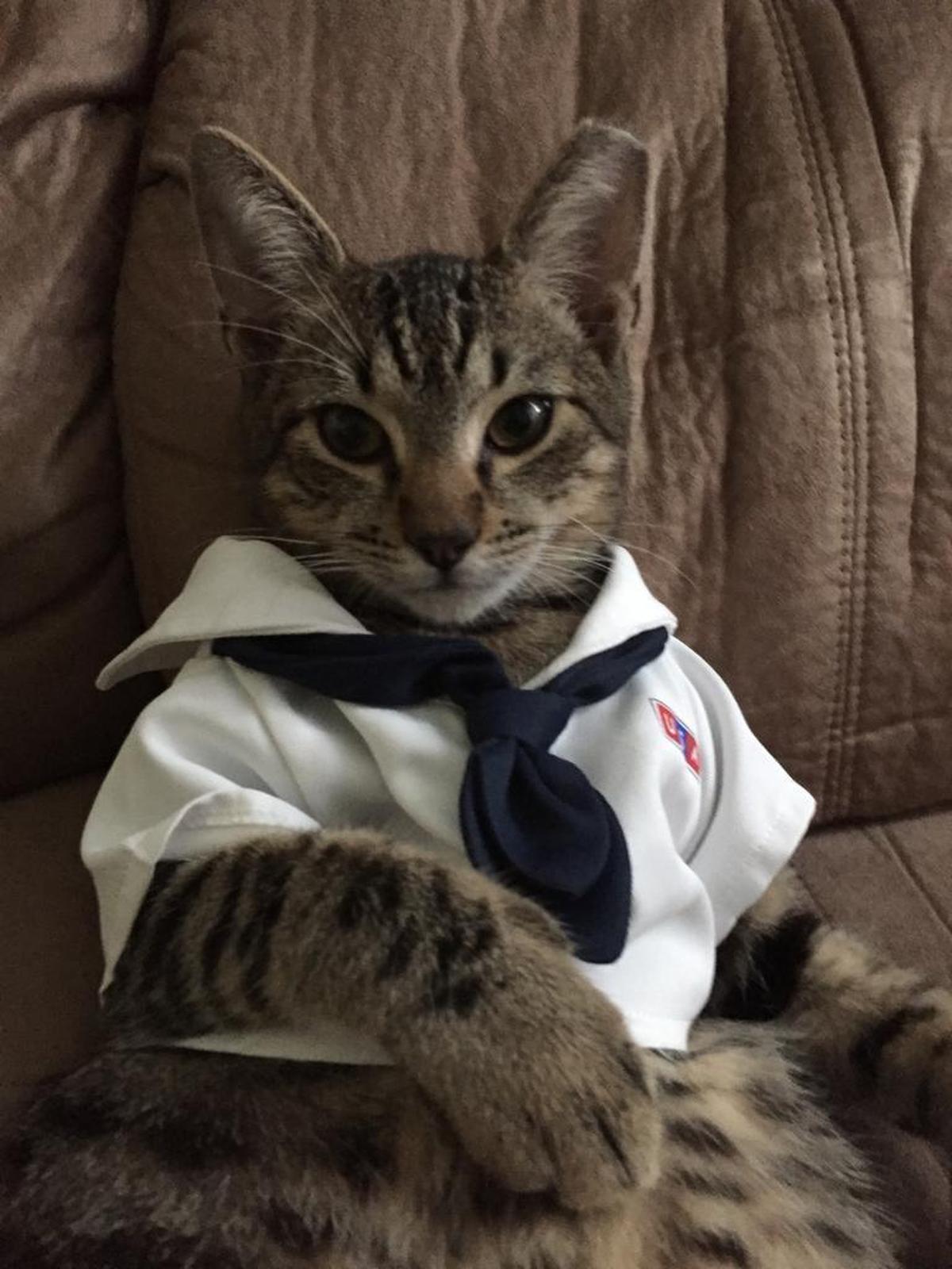 A once feral, brown tabby domestic short hair at Guantánamo, poses in a sailor suit on July 7, 2017 in its adopted home as a Git-Meow success story appearing on the nonprofit’s Facebook page. The once-feral kitten’s left ear has been surgically snipped, or undergone “eartipping” in animal rescue lingo, to indicate it has been vaccinated.