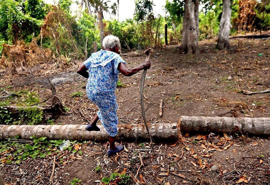 In late June, nearly nine months after hurricane Matthew struck the area, Vanette Joseph, 91, a farmer in Plaine Gommiers, Haiti’s Grand’Anse region walks through her destroyed property. She’s determined to plant, she says, after losing 100 coconut tree.