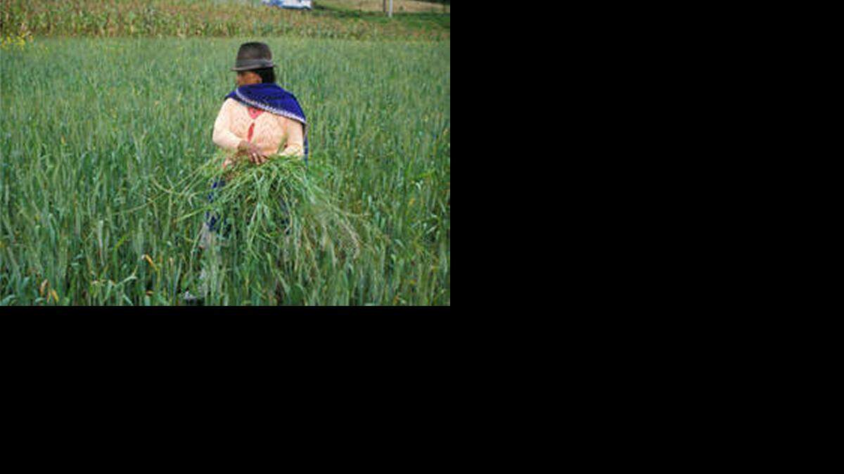 
In Ecuador, a female farmer brings in the harvest.
