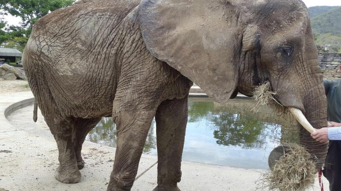 Pictures of an emaciated 46-year-old elephant named Ruperta in the Caricuao Zoo have begun circulating in newspapers and social media.