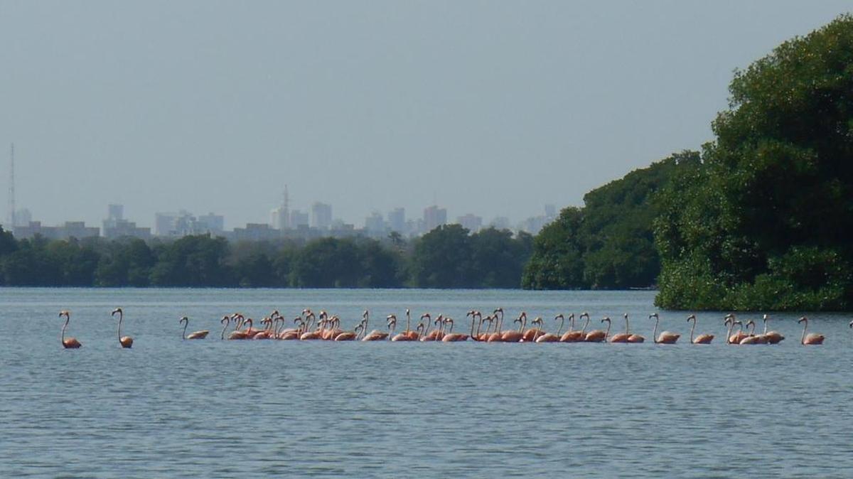 Flamingos at Las Peonias in Venezuela.
