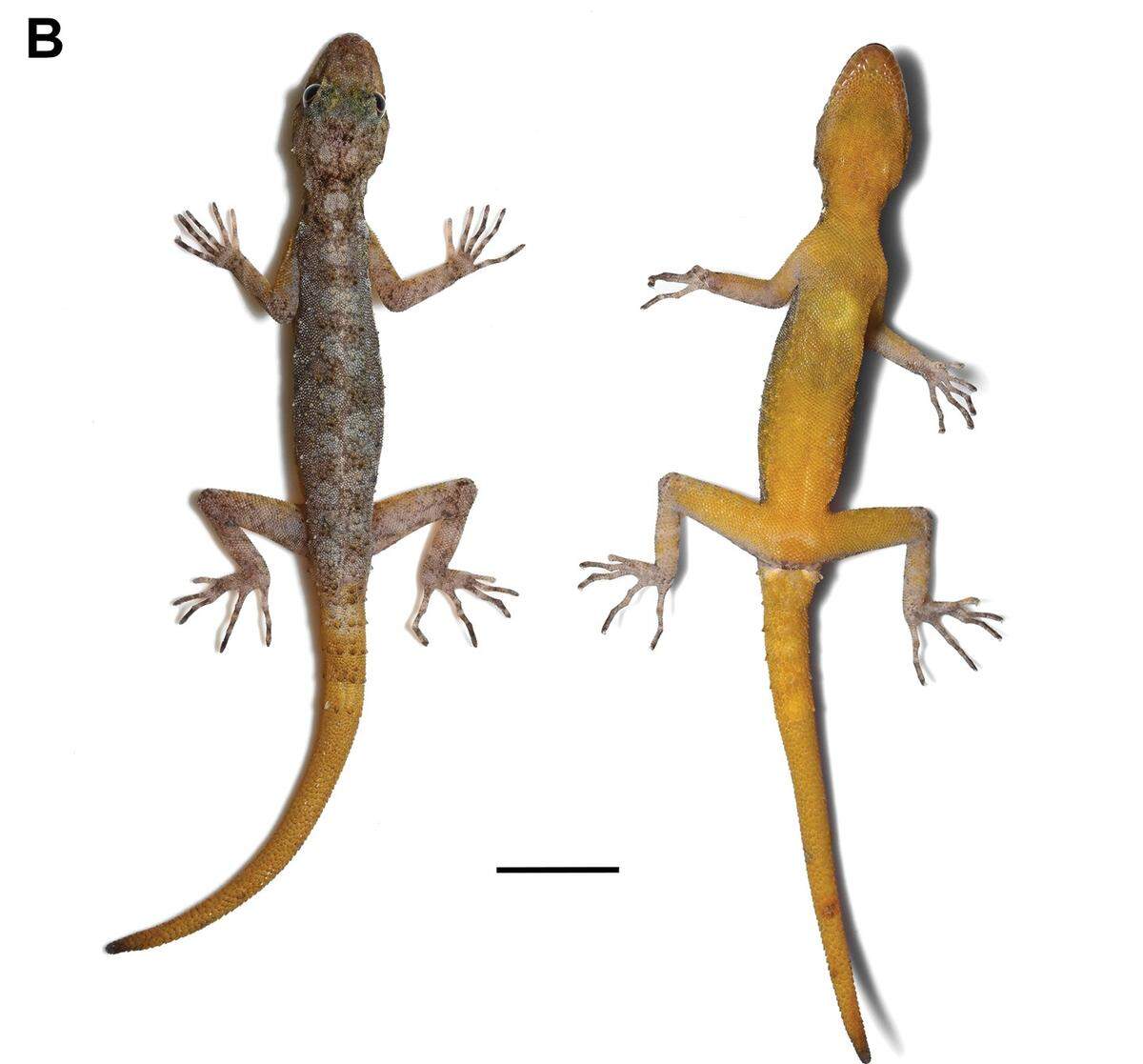 A male Cnemaspis enneaporus, or Sai Yok rock gecko, seen from above and below.