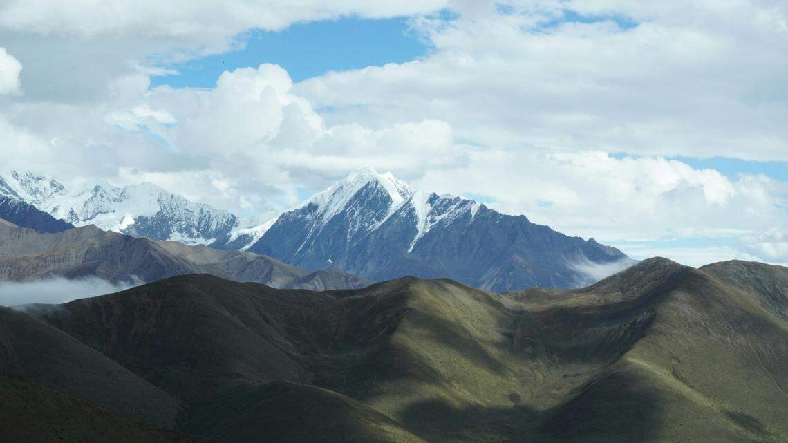 The new species was discovered in a forest bordering a remote town Tibet’s Qinghai-Tibet Plateau, researchers said.