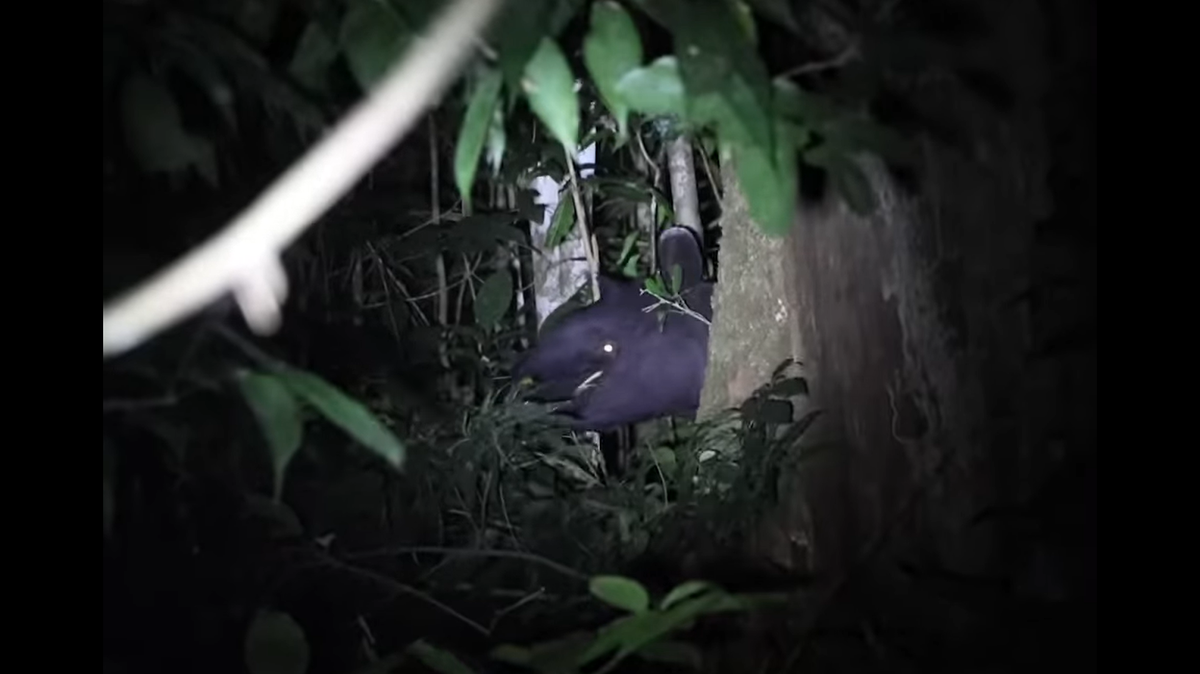 Wildlife rangers camping at Si Phang Nga National Park heard a loud noise in the night then found a rare mammal foraging nearby, a video shows.