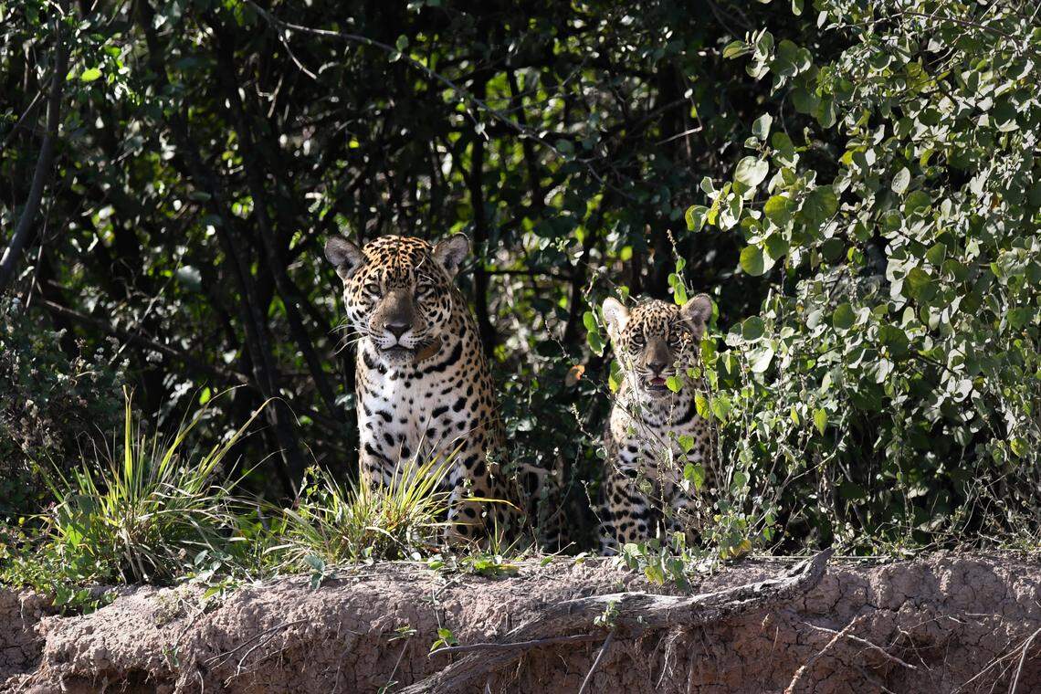 A mother jaguar and her cub seen at El Impenetrable National Park in July.