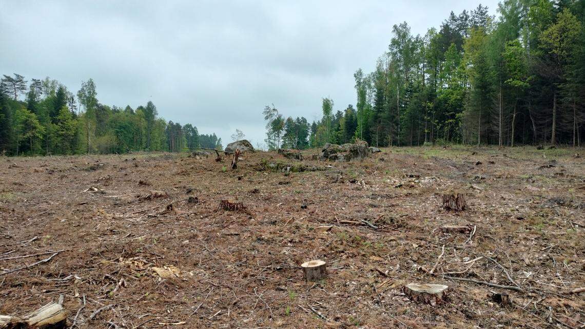 A land clearing project in southern Poland revealed a forgotten and partially destroyed WWII bunker, officials said and photos show.