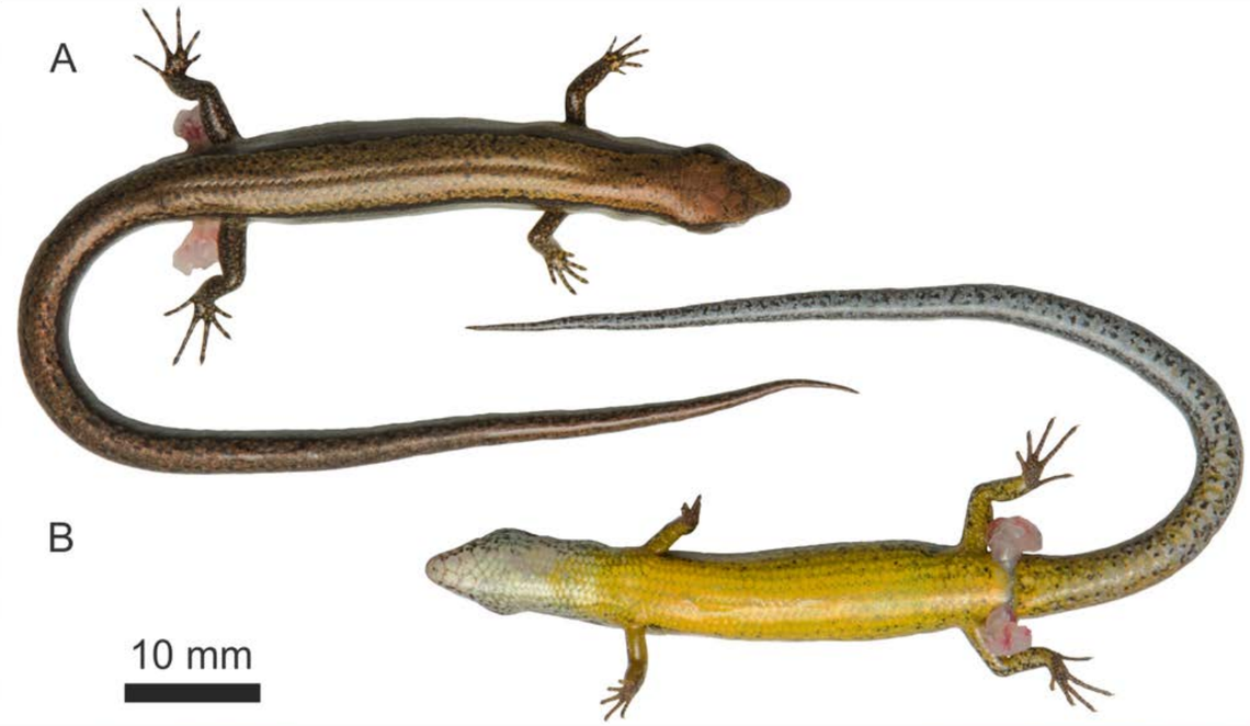 A Scincella alia, or Tay Con Linh ground skink, seen from above and below.