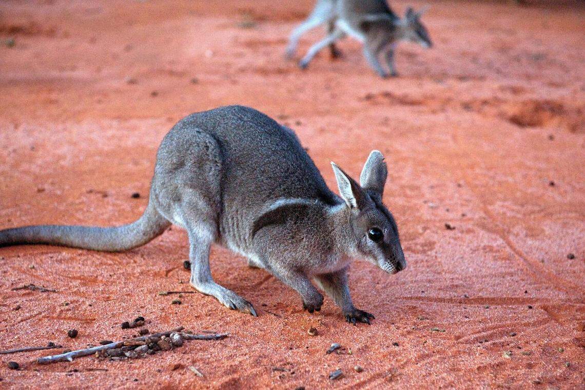 These 14 new wallabies represent the first generation born in Mallee Cliffs National Park in nearly 100 years, officials said.