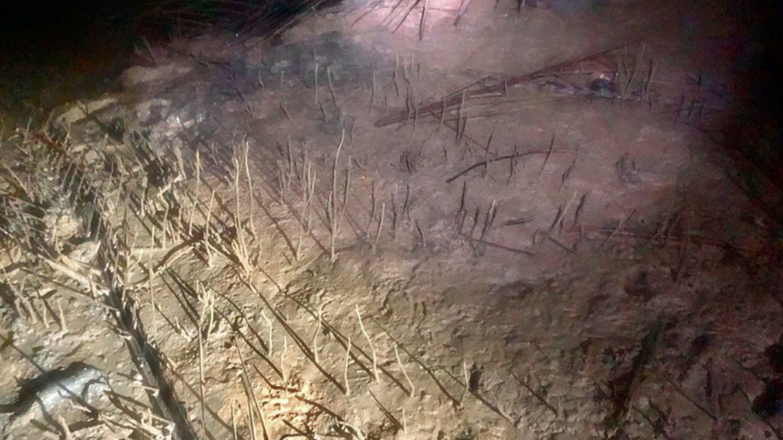 Scientists surveying mud-dwelling animals in Malaysia caught the country’s first record of a “gold”-tinged creature, a study said.