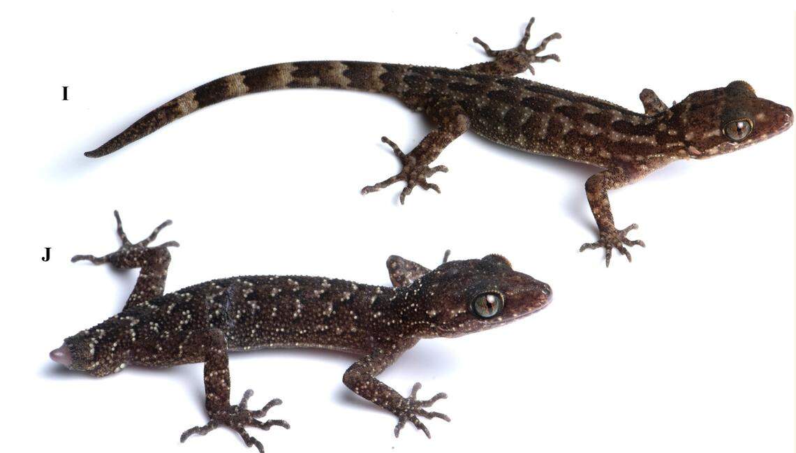 Two Cyrtodactylus namdaphaensis, or Namdapha bent-toed geckos.