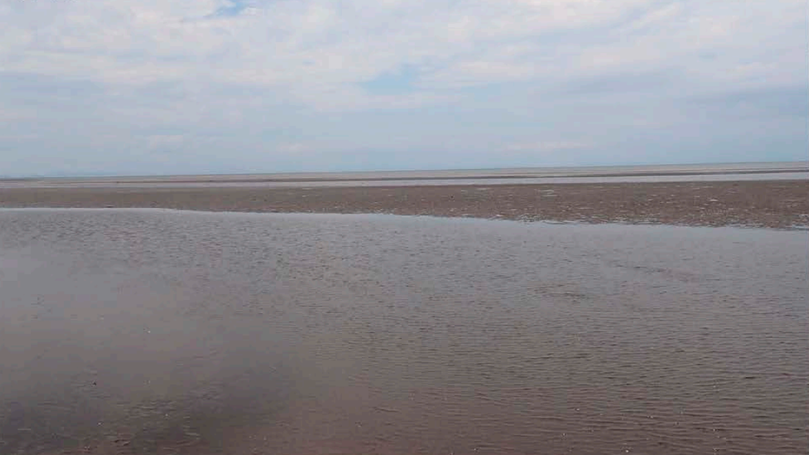 Scientists found a “monogamous pair” of creatures in a burrow on a beach in Japan and discovered a new species, a study said.