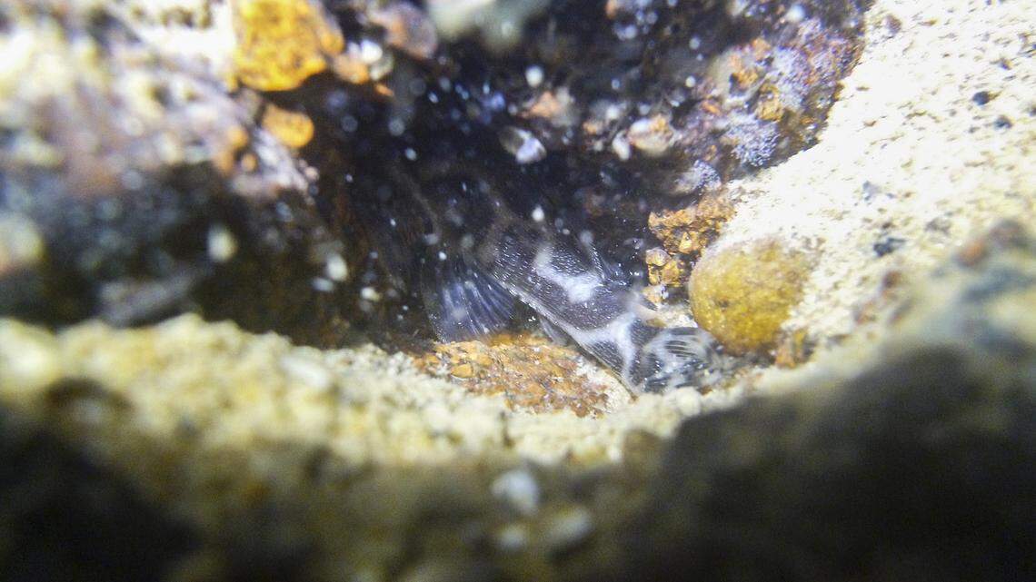 Scientists caught a popular aquarium fish in Xingu river and discovered a new species, already critically endangered, a study said.