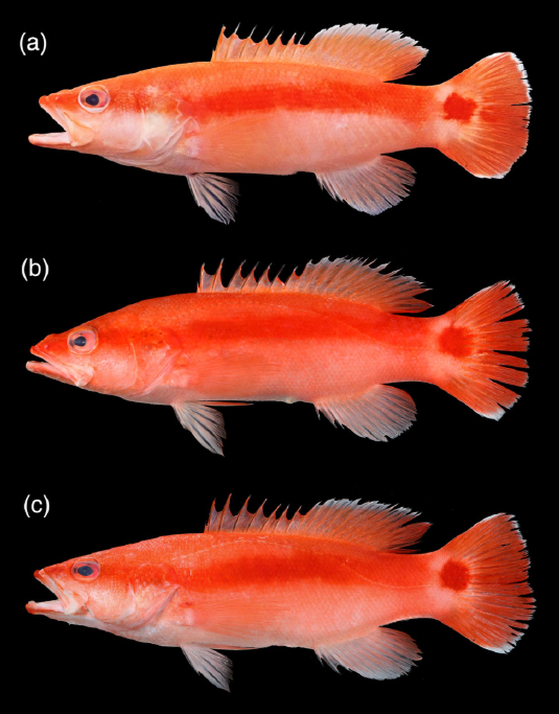 The new species is distinguished by its tail fin with its rounded shape and deep red blotch, according to researchers.