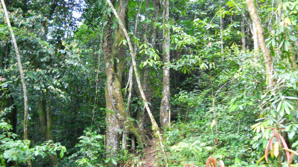 Scientists found a pregnant animal in forests of Uganda and the Democratic Republic of the Congo and discovered a new species, a study said.