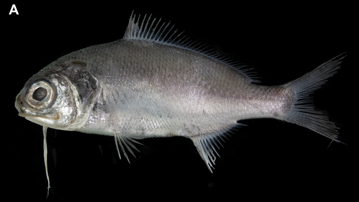 A Polymixia melanostoma, or black-mouth beardfish, soon after being caught.