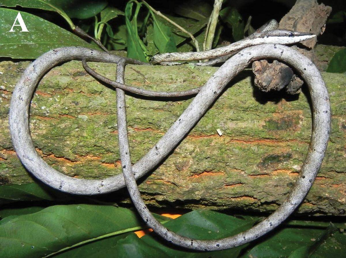 The Oxybelis inkaterra, or Inkaterra vine snake, found in Bolivia.