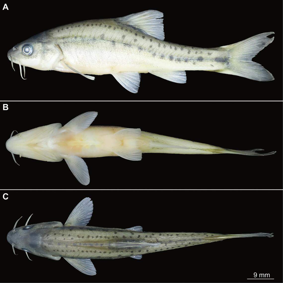 A Sinocyclocheilus panzhouensis, or Panzhou golden-lined barbel, after being caught and preserved.