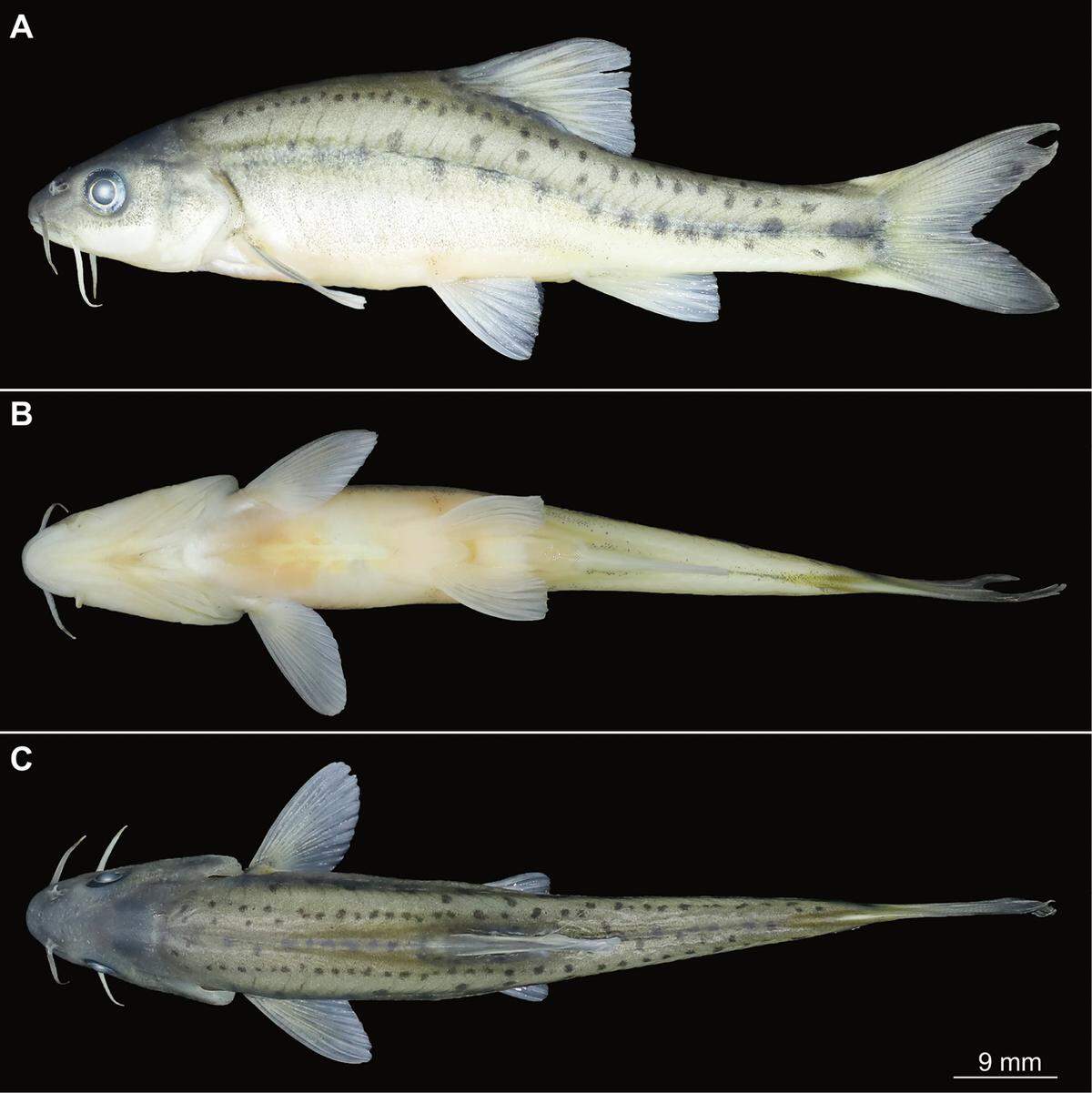 A Sinocyclocheilus panzhouensis, or Panzhou golden-lined barbel, after being caught and preserved.