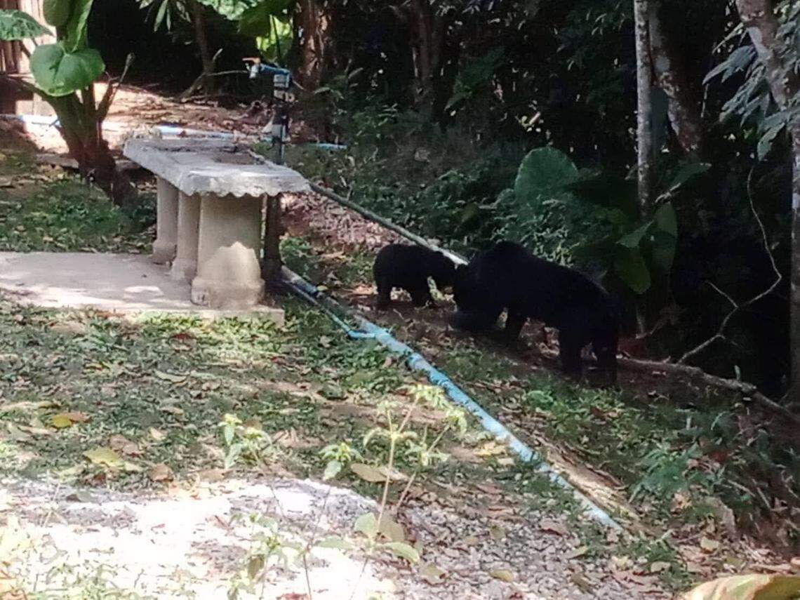 The mother sun bear and cub at the edge of the forest.
