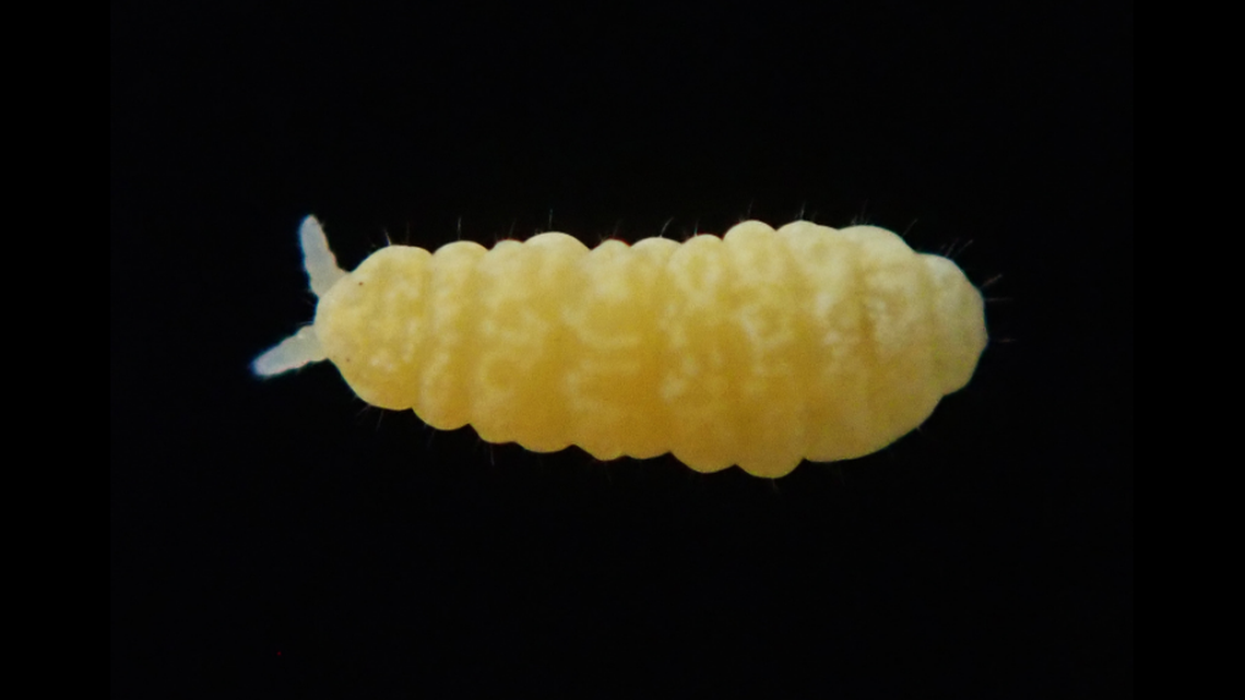 Live specimen of Paranura alpicola.