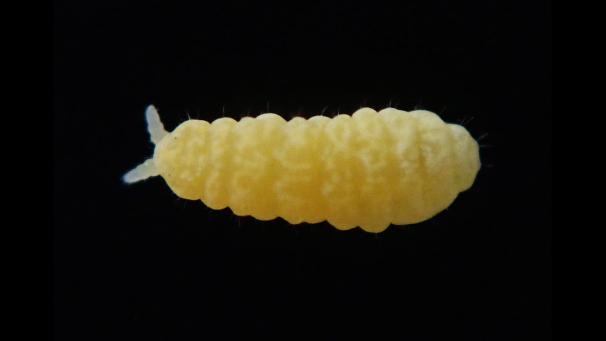 Live specimen of Paranura alpicola.