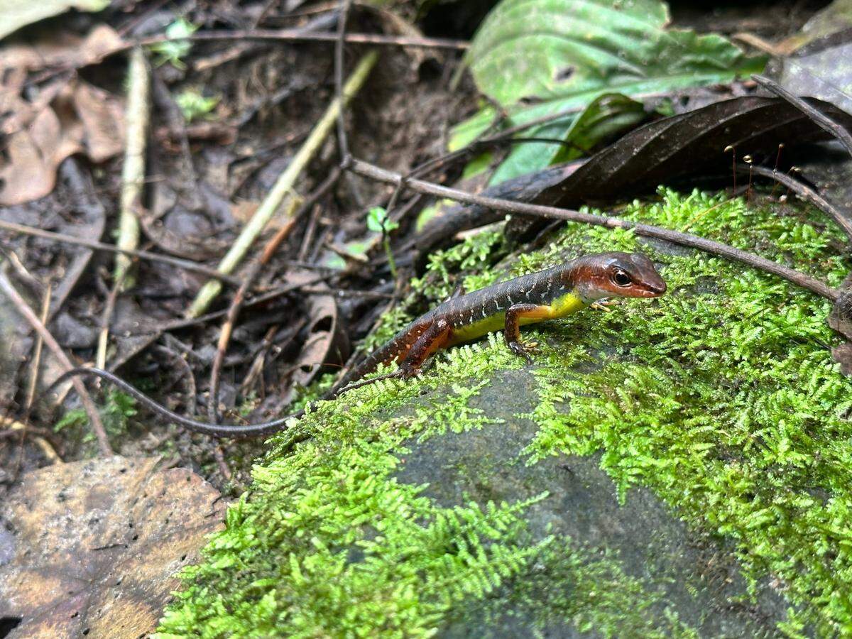 Sphenomorphus anomalopus can be recognized by it’s long fourth toe on its back legs, according to researchers.