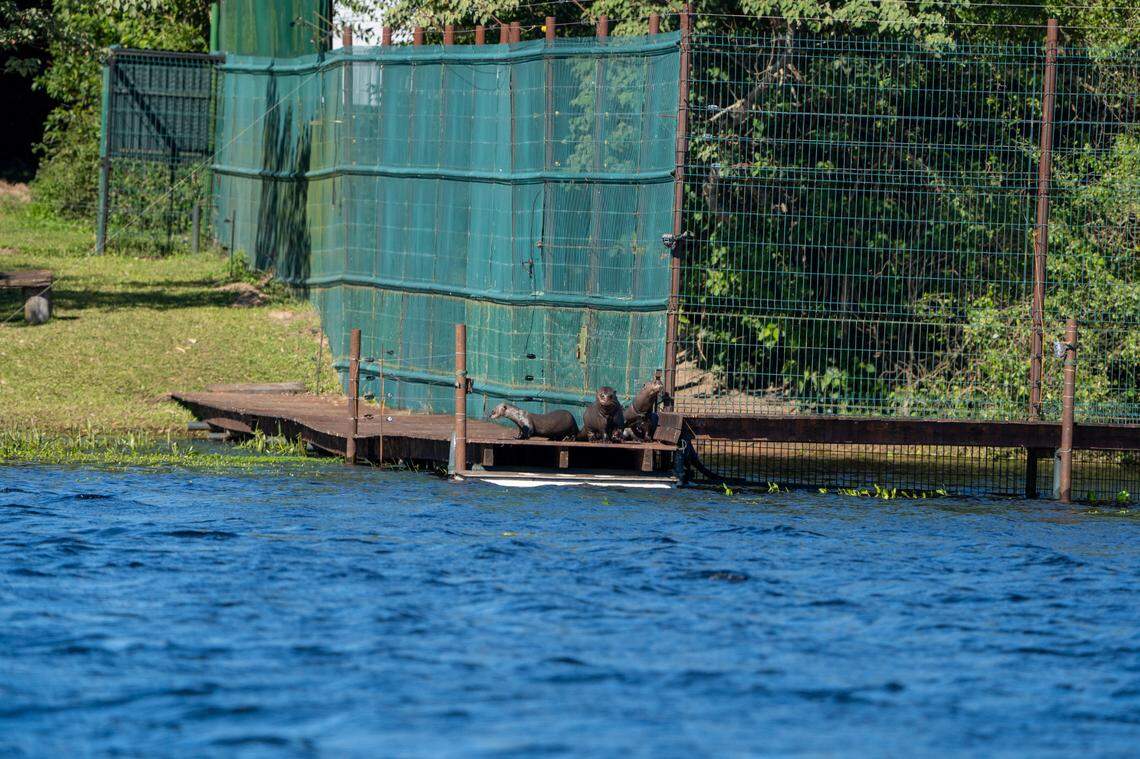 The family of giant river otters seen on a dock outside their enclosure on the day of their release.